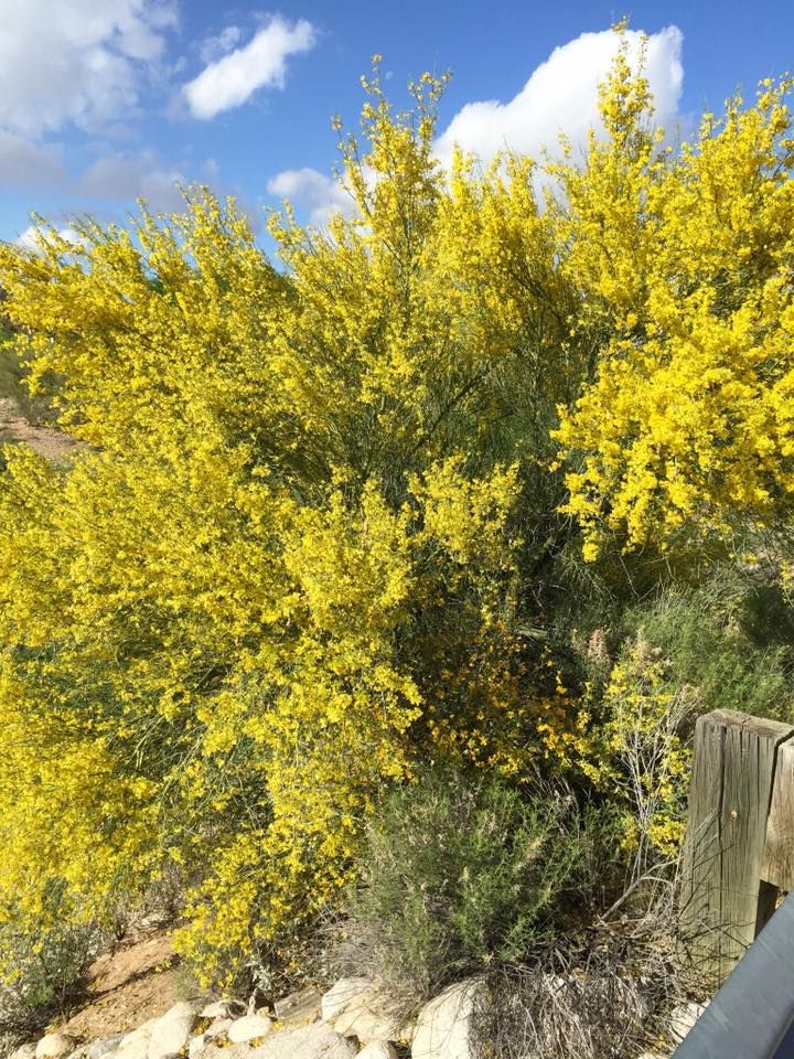 Palo verde trees